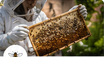 Intervention sur un essaim d'abeilles
